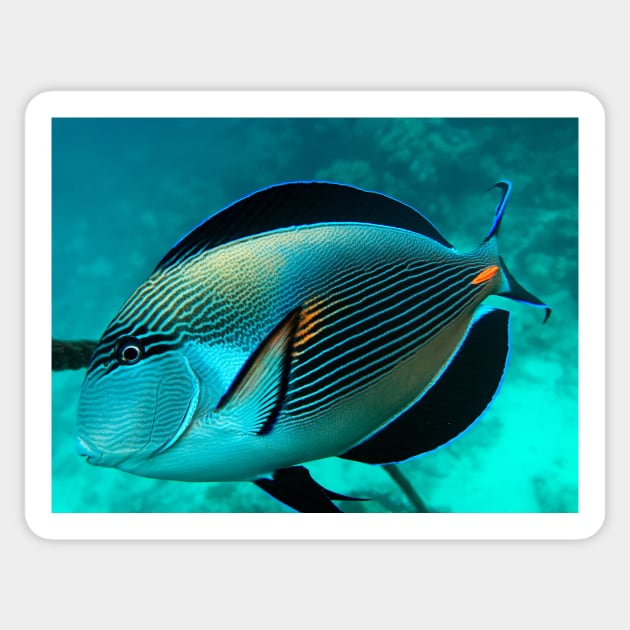 closeup of surgeonfish Sticker by likbatonboot